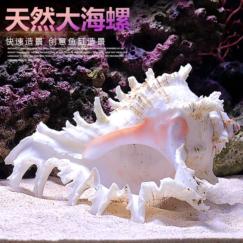 Aquarium Fish Of The World - أصداف حلزون البحر الطبيعية لتزيين أحواض