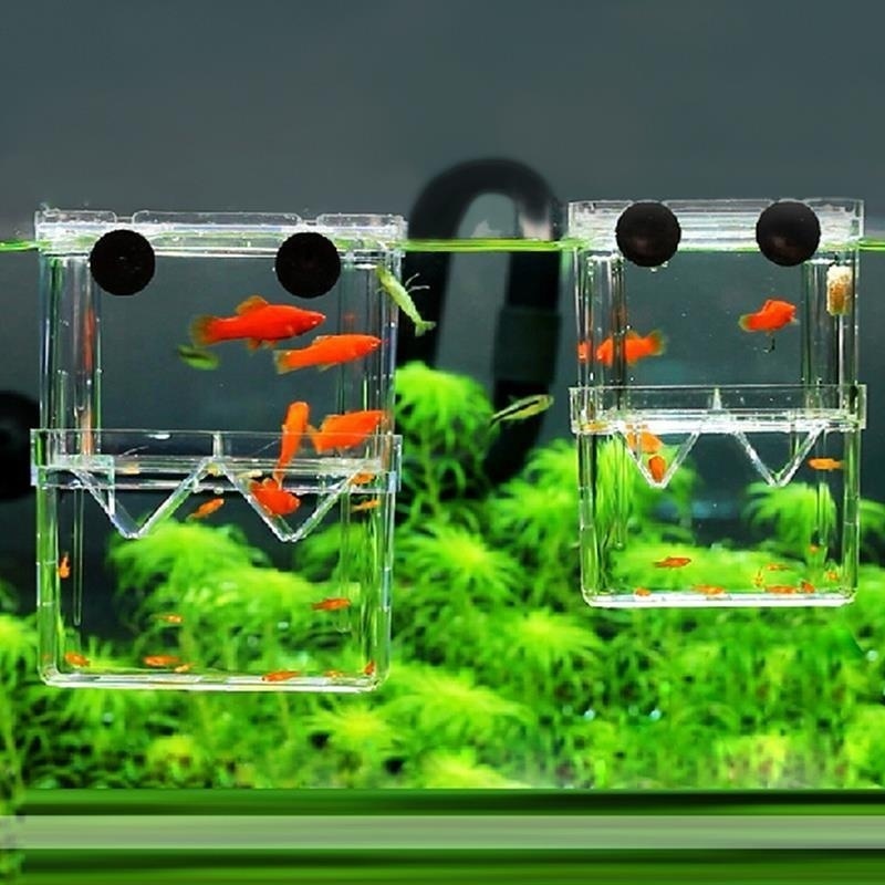 Aquarium Fish In Bowl - صندوق عزل حوض السمك متعدد الوظائف