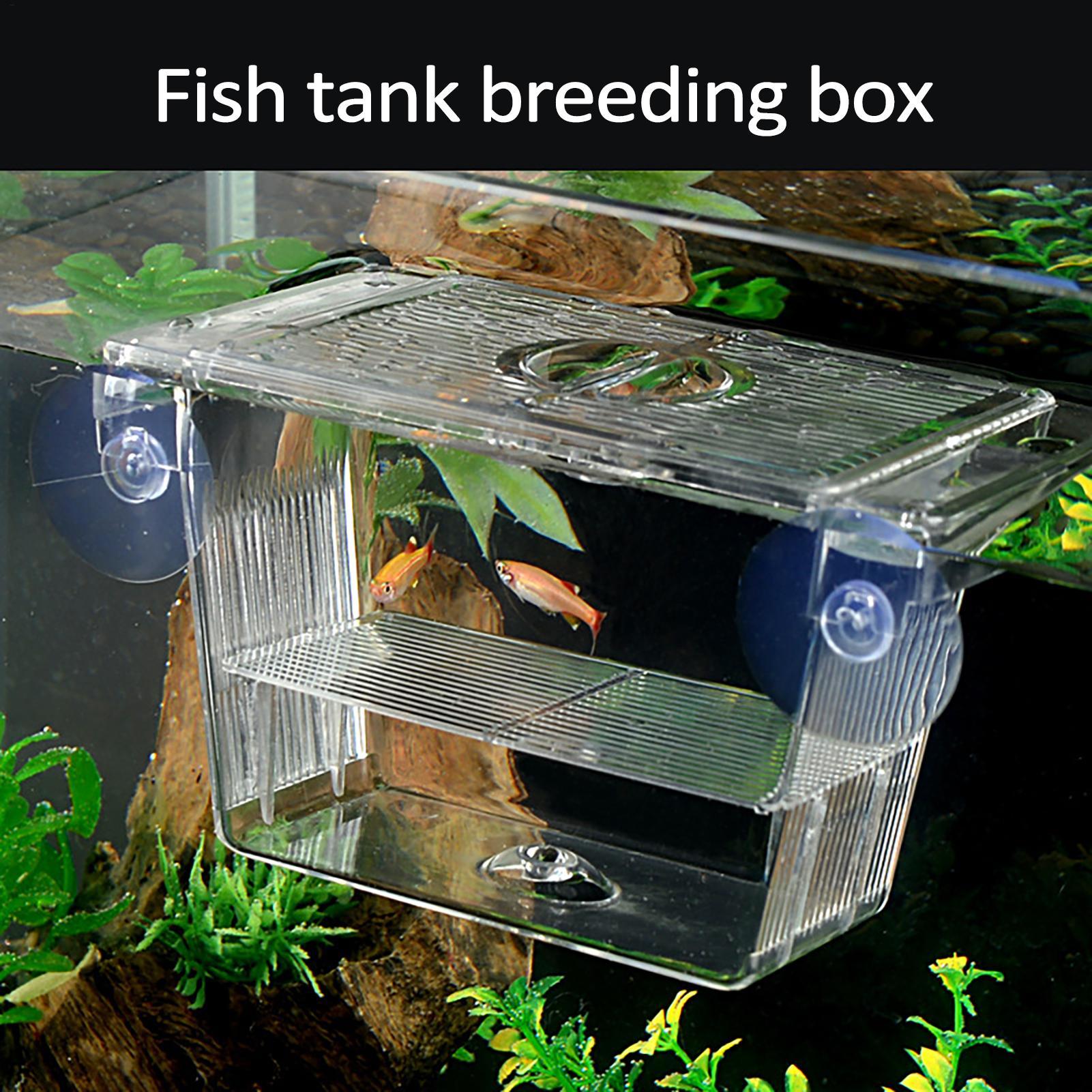 Aquarium Fish In Bowl - صندوق تربية للأسماك في حوض السمك،