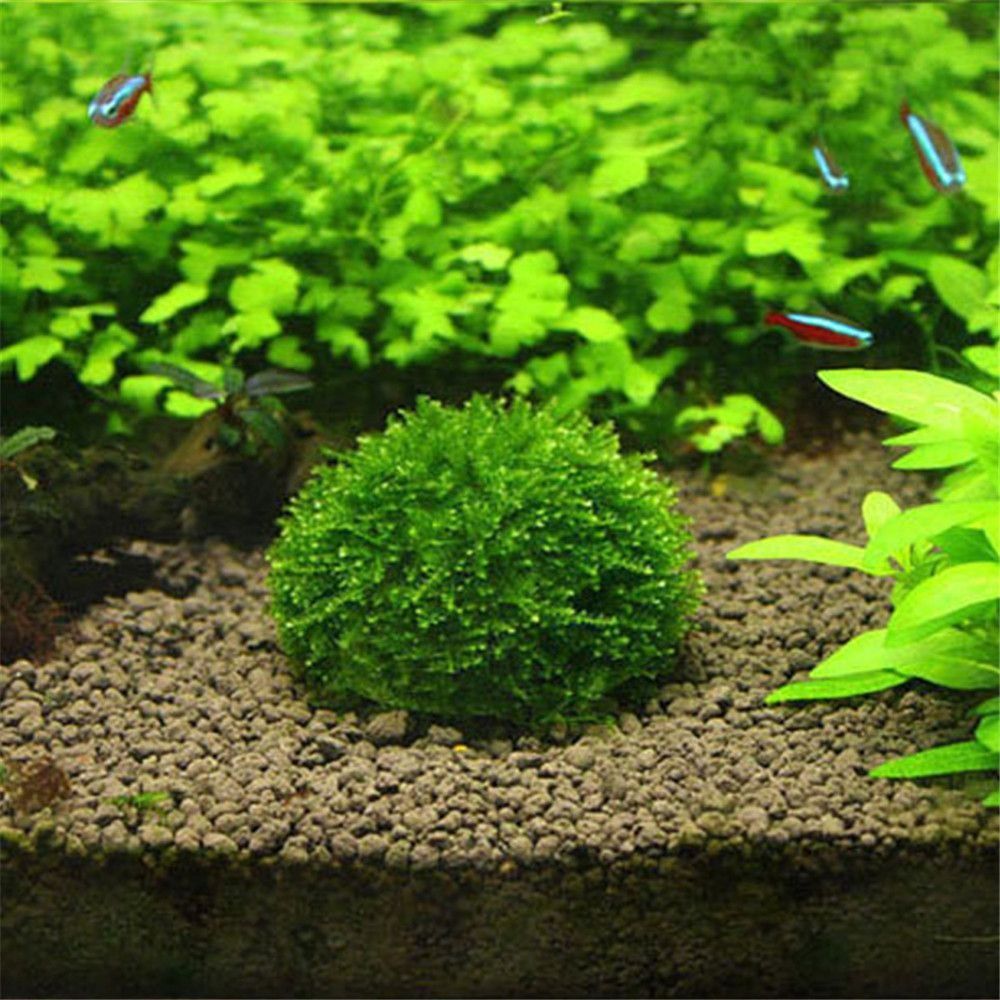 Aquarium Fish Tank Price - جديد البلاستيك تعليق الطحلب قبة نصف