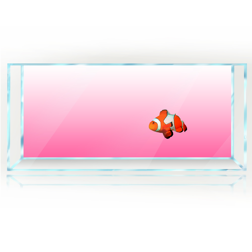 خلفية خزان الأسماك أبيض أصفر أ - مراجعة Aquarium Fish Yellow And Black وسعره