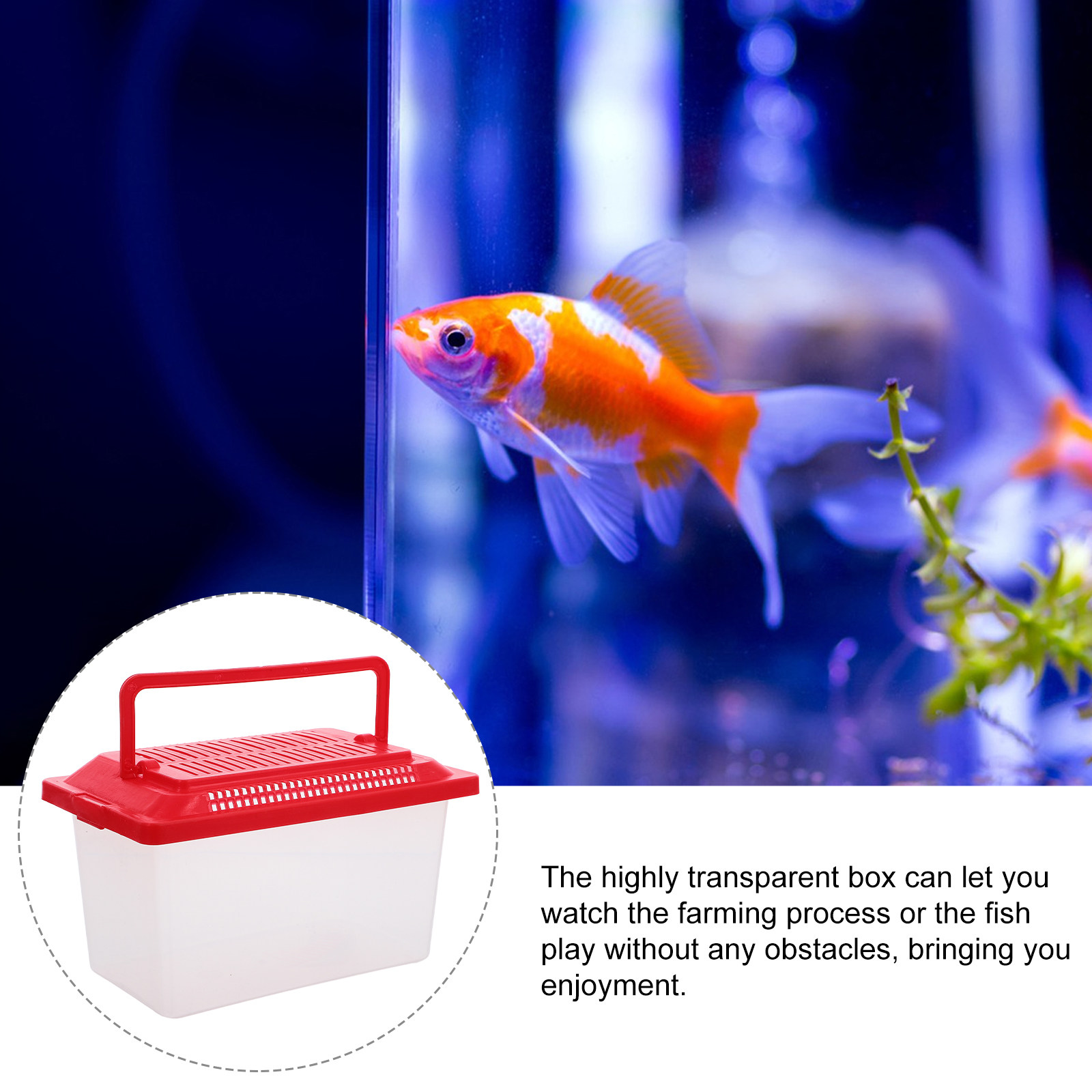 حامل سلحفاة خفيف الوزن ومحمول، - مراجعة Box Fish In Aquarium وسعره