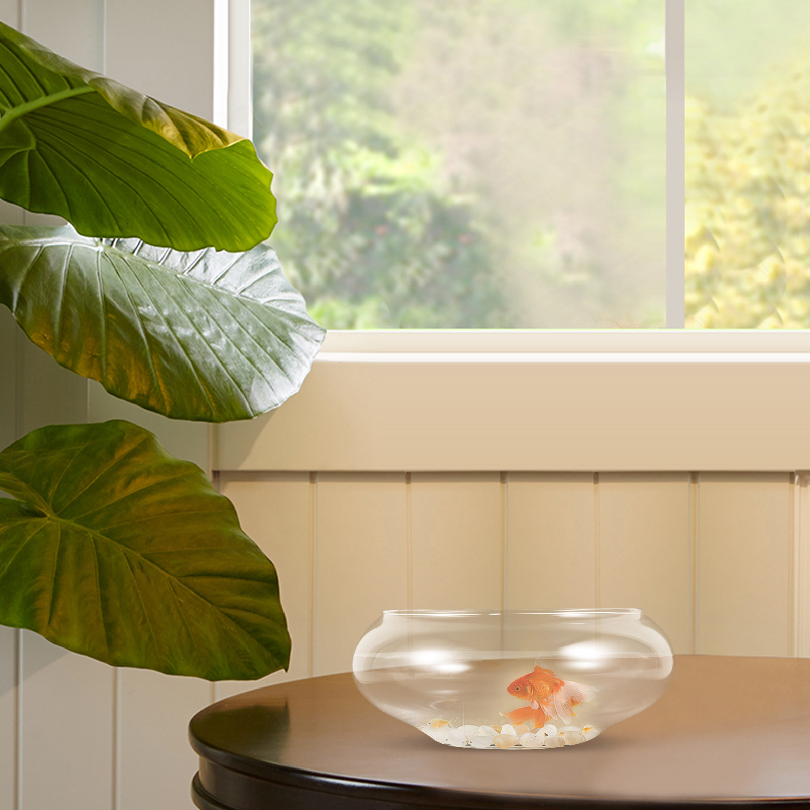 حوض سمك زجاجي شفاف دائري لسطح  - مراجعة Aquarium Fish In Bowl وسعره