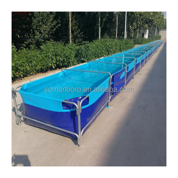 أحواض أسماك مربعة شفافة عالية  - مراجعة Aquarium Fish Sale وسعره