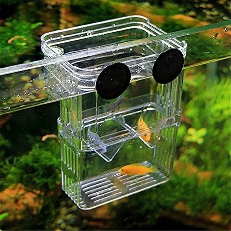 حوض السمك الشفاف، صندوق عزل تر - مراجعة Aquarium Fish In Bowl وسعره