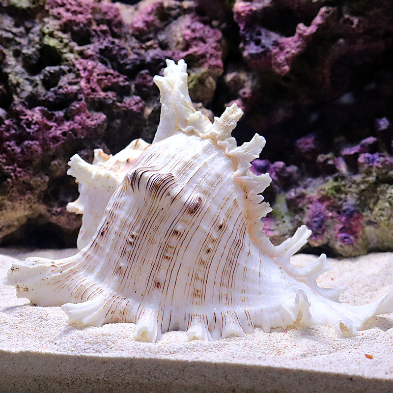 أصداف حلزون البحر الطبيعية لتز - مراجعة Aquarium Fish Of The World وسعره