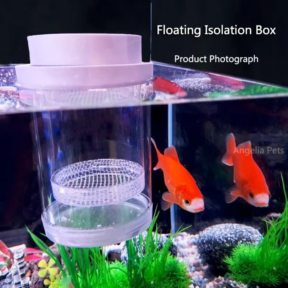 البلاستيك العائمة تربية الأسما - مراجعة Box Fish In Aquarium وسعره