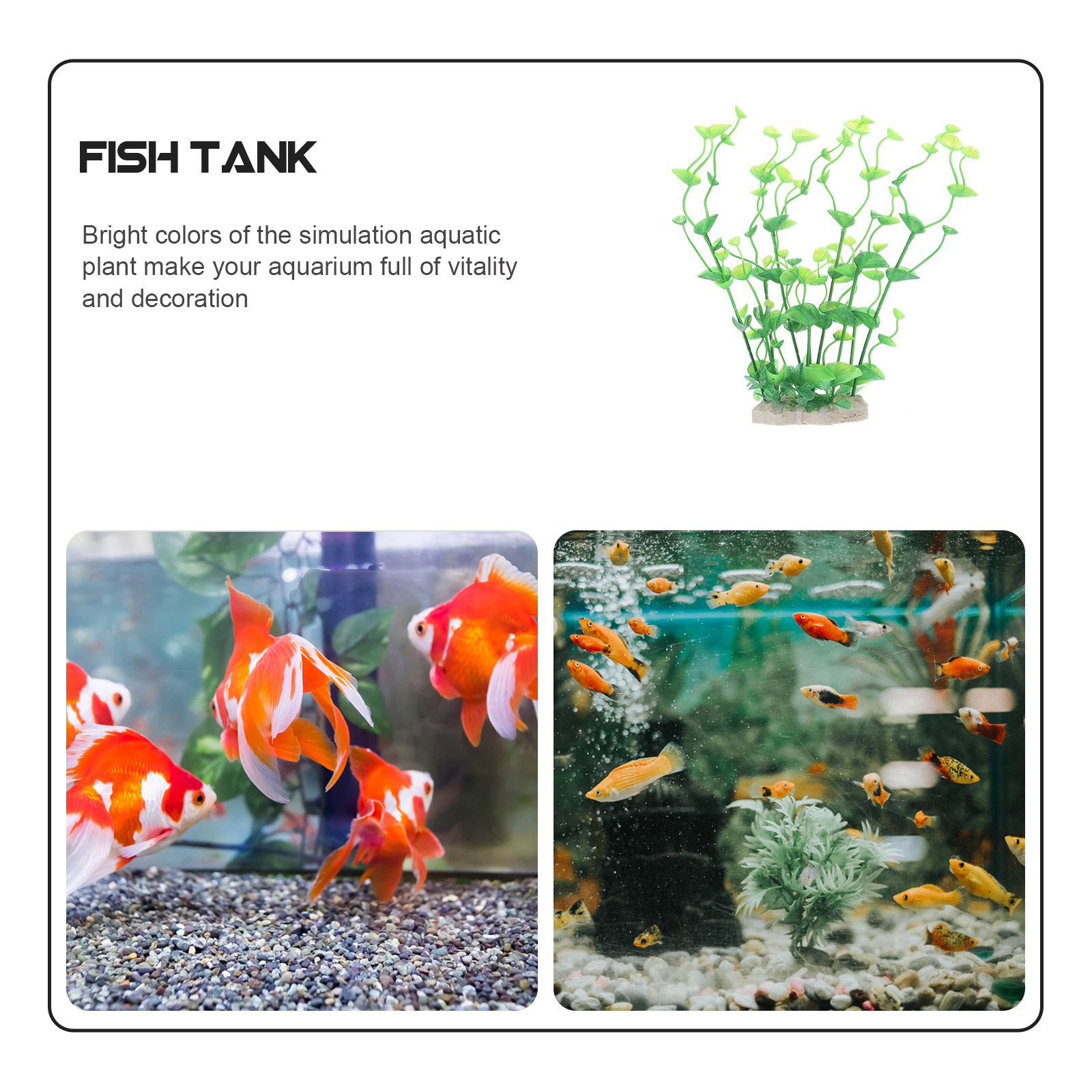 قطعة واحدة من نباتات الزينة ال - مراجعة Aquarium Fish Of The World وسعره