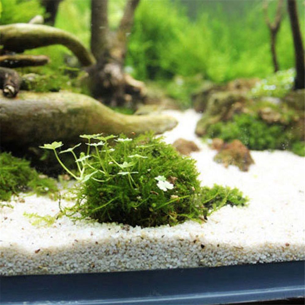 جديد البلاستيك تعليق الطحلب قب - مراجعة Aquarium Fish Tank Price وسعره