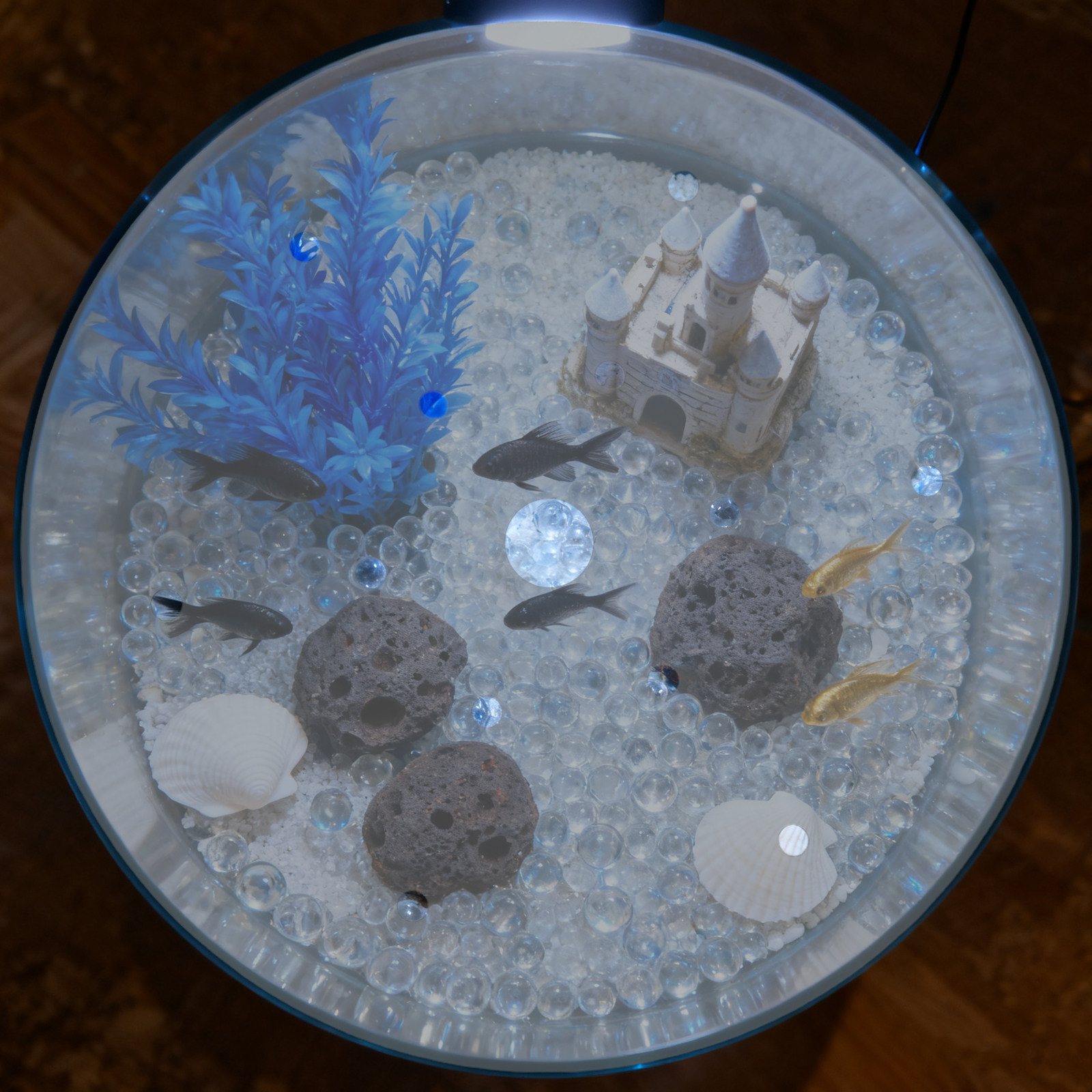 غطاء حوض أسماك دائري من الأكري - مراجعة Aquarium Fish In Bowl وسعره